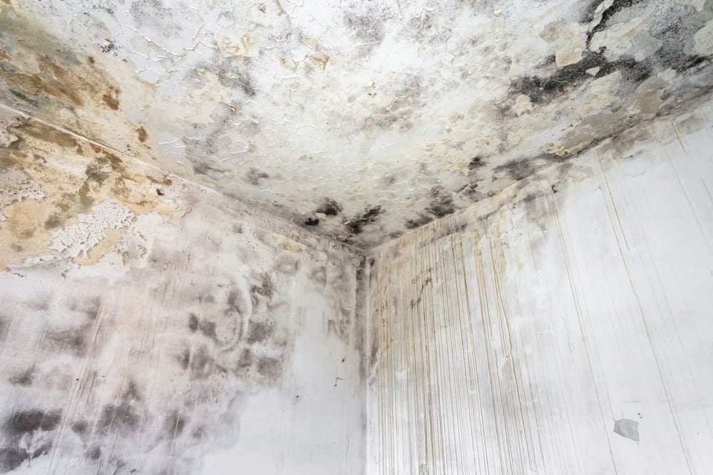 A corner of a room where the ceiling meets the walls covered in mold