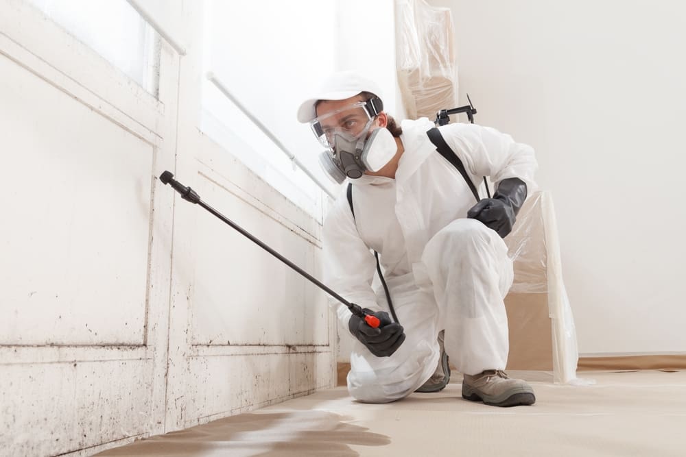 Mold,Remediation,Service:,A,Professional,Worker,Spraying,Products,To,Remove