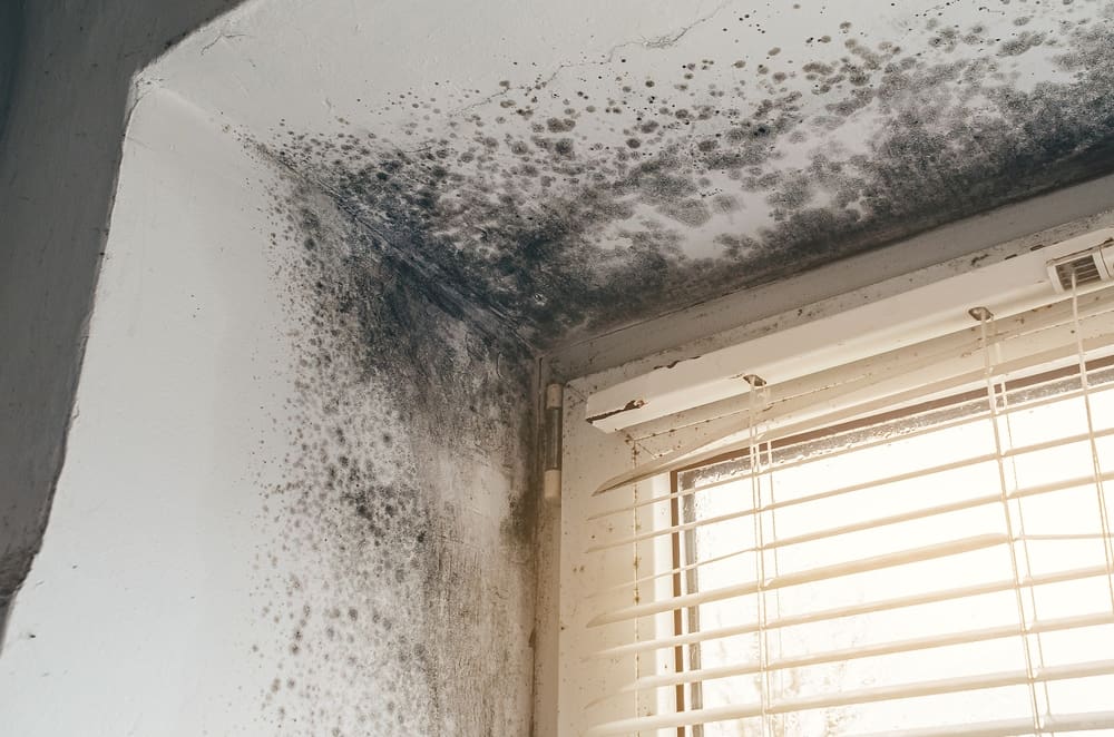 Black,Mold,Growth,On,Walls,And,Ceiling,Near,Window,With